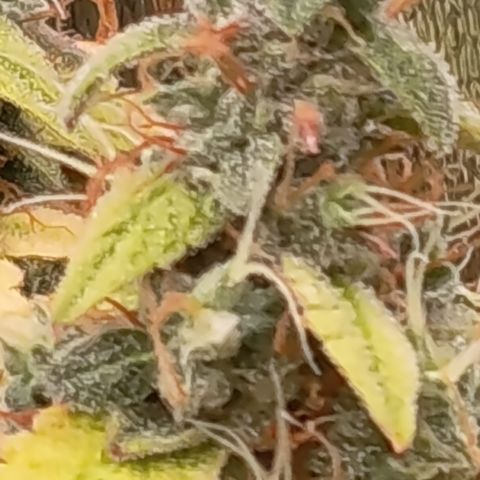 Sherbet Queen  growlog timeline photo