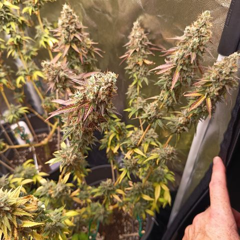 Green Gelato  growlog timeline photo