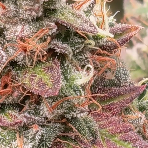Green Gelato  growlog timeline photo