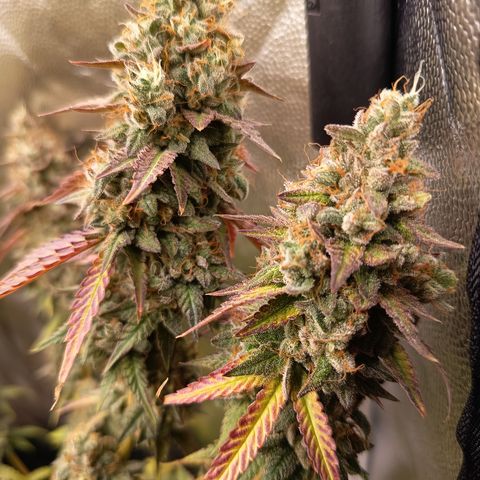 Green Gelato  growlog timeline photo