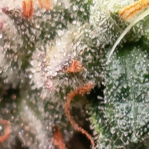 Green Gelato  growlog timeline photo