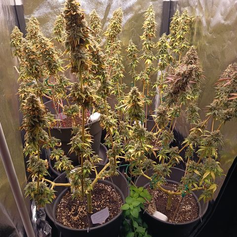 Fat Gorilla  growlog timeline photo