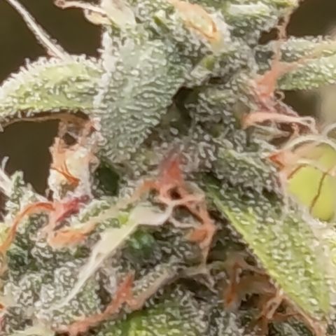 Sherbet Queen  growlog timeline photo