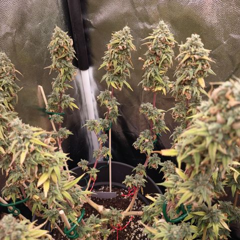 Pink Runtz  growlog timeline photo