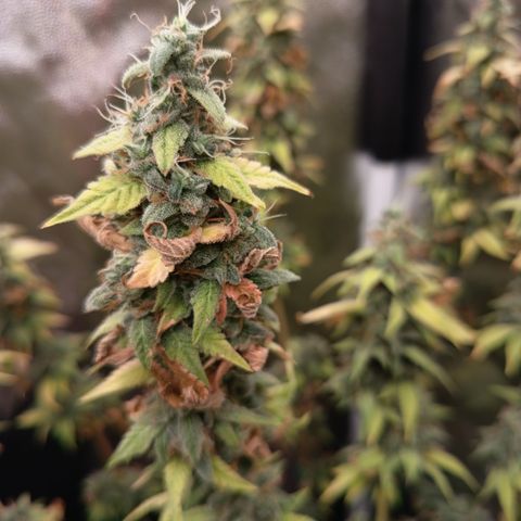 Sherbet Queen  growlog timeline photo