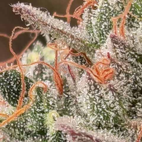 Green Gelato  growlog timeline photo