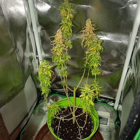 Royal Runtz  growlog timeline photo
