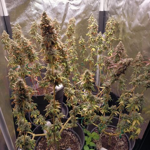 Fat Gorilla  growlog timeline photo