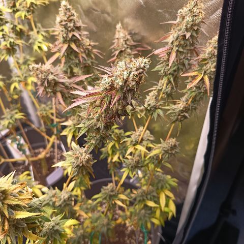 Green Gelato  growlog timeline photo