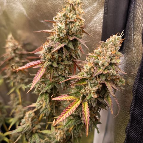 Green Gelato  growlog timeline photo