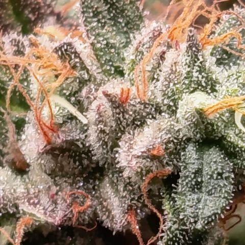 Green Gelato  growlog timeline photo