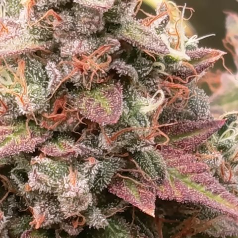 Green Gelato  growlog timeline photo