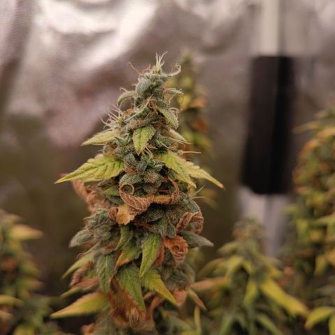 Sherbet Queen  growlog timeline photo