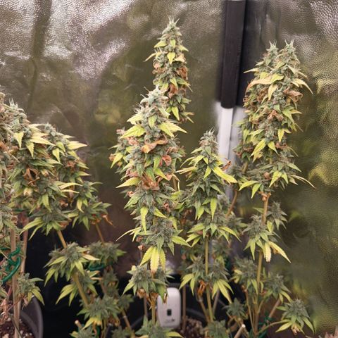Sherbet Queen  growlog timeline photo