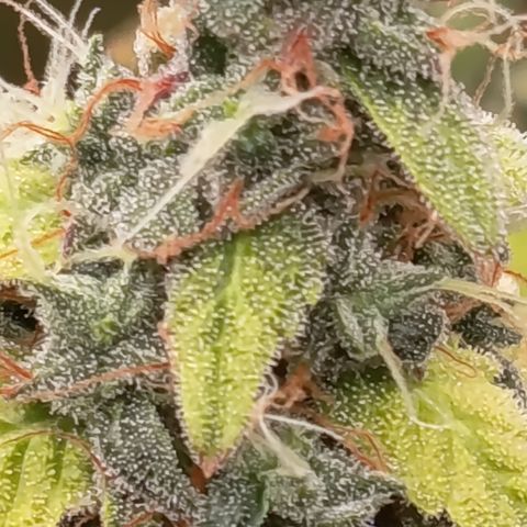 Sherbet Queen  growlog timeline photo