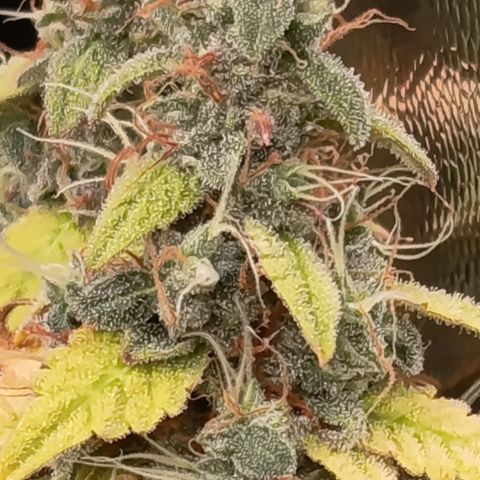 Sherbet Queen  growlog timeline photo