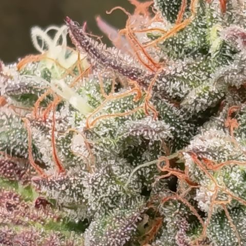 Green Gelato  growlog timeline photo