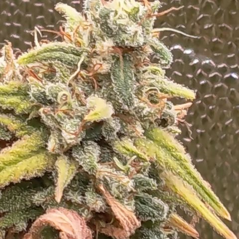 Pink Runtz  growlog timeline photo