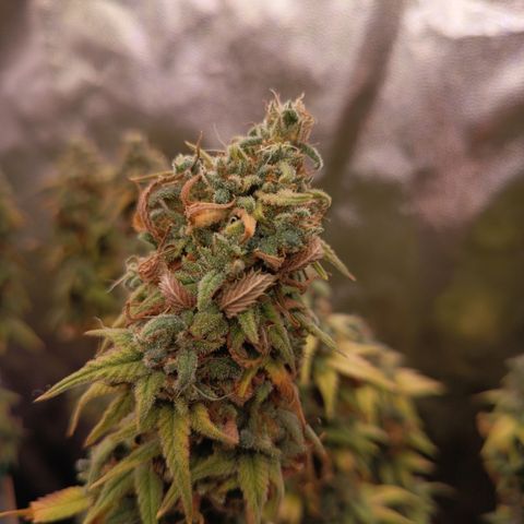 Pink Runtz  growlog timeline photo