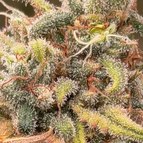 Pink Runtz  growlog timeline photo