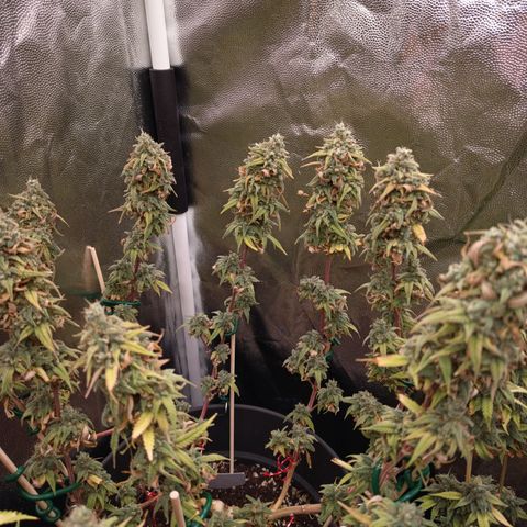 Pink Runtz  growlog timeline photo