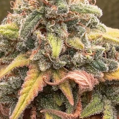 Pink Runtz  growlog timeline photo