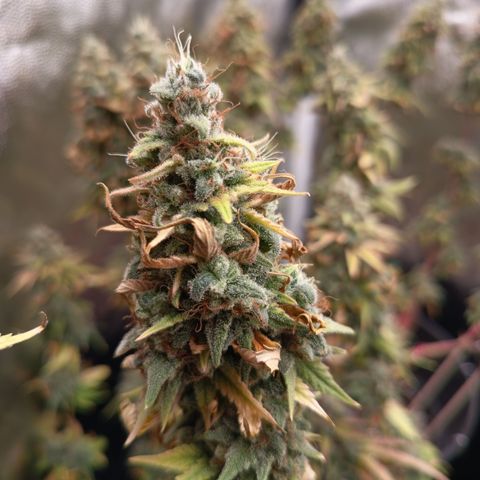 Fat Gorilla  growlog timeline photo
