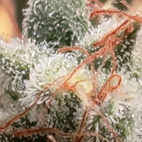 Fat Gorilla  growlog timeline photo