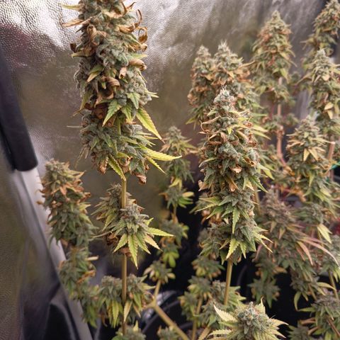 Fat Gorilla  growlog timeline photo