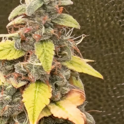 Sherbet Queen  growlog timeline photo