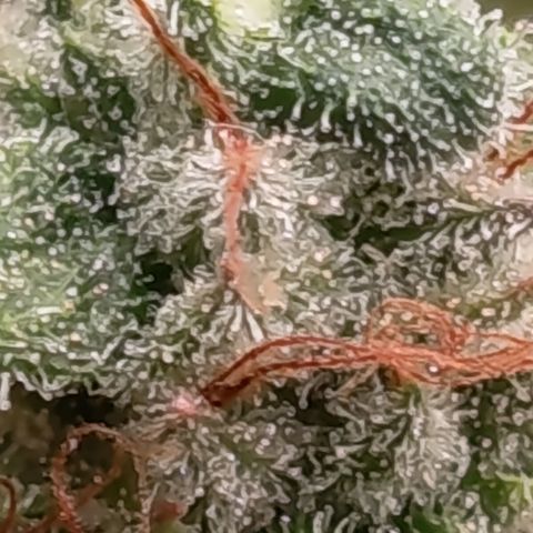 Fat Gorilla  growlog timeline photo