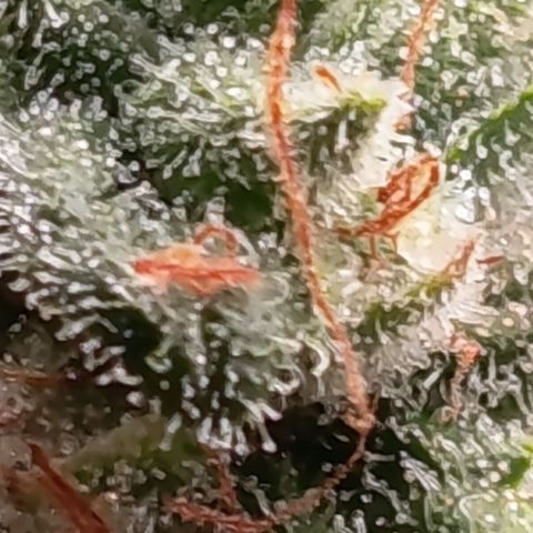 Fat Gorilla  growlog timeline photo