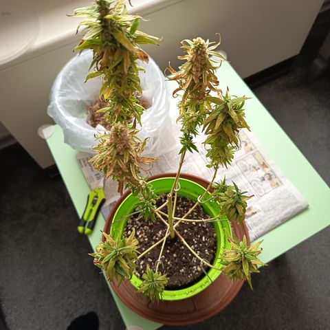 Royal Runtz  growlog timeline photo