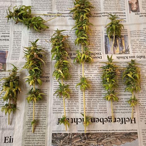 Royal Runtz  growlog timeline photo