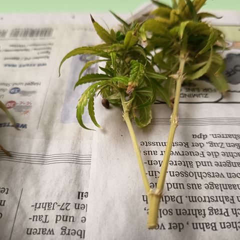 Royal Runtz  growlog timeline photo