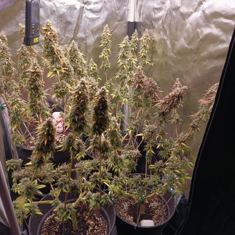 Fat Gorilla  growlog timeline photo
