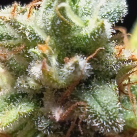 Fat Gorilla  growlog timeline photo