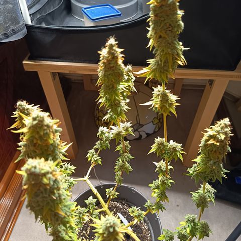 Fat Gorilla  growlog timeline photo