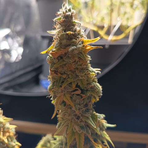 Fat Gorilla  growlog timeline photo