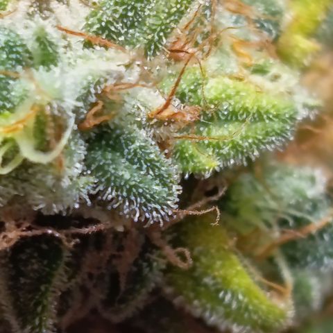 Fat Gorilla  growlog timeline photo