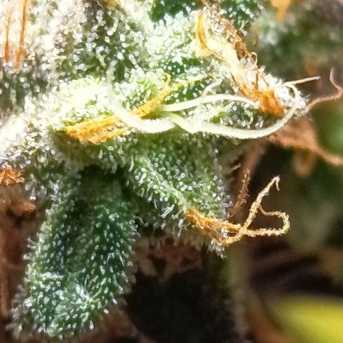 Green Gelato  growlog timeline photo