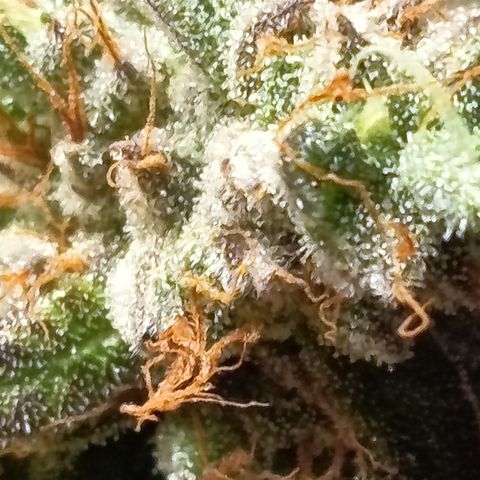 Green Gelato  growlog timeline photo