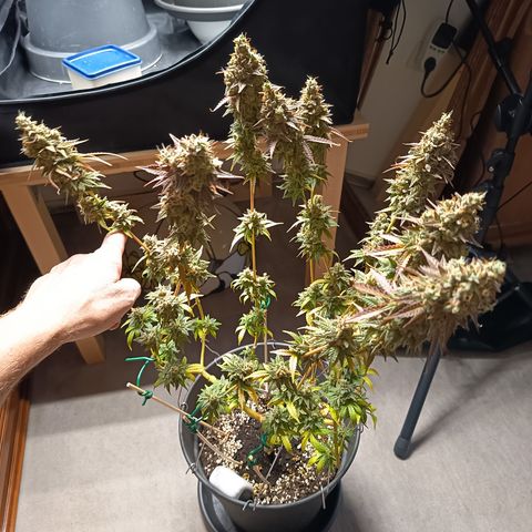 Green Gelato  growlog timeline photo