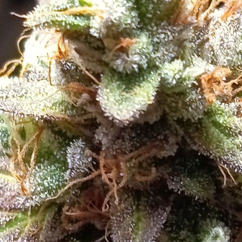 Green Gelato  growlog timeline photo