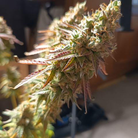 Green Gelato  growlog timeline photo