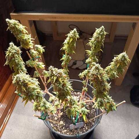 Sherbet Queen  growlog timeline photo