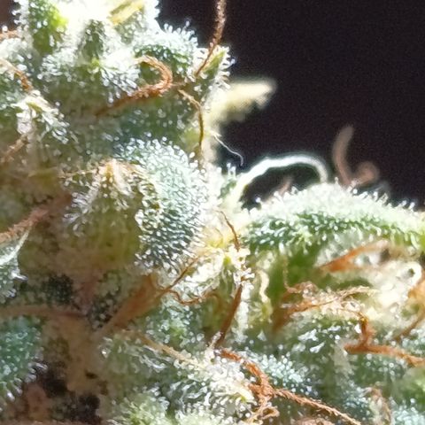 Sherbet Queen  growlog timeline photo
