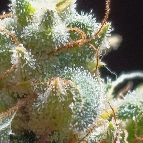 Sherbet Queen  growlog timeline photo
