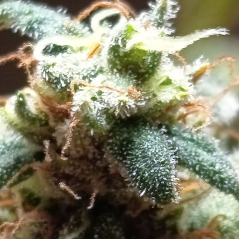 Sherbet Queen  growlog timeline photo