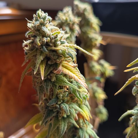 Sherbet Queen  growlog timeline photo